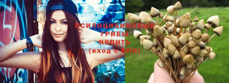 Галлюциногенные грибы Psilocybe  магазин продажи   Конаково 